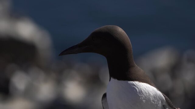 Close-up of the head of an adult common murre or common guillemot (Uria aalge) in summer - slow motion