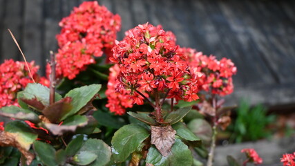 Obraz premium Cluster of vibrant red flowers with green leaves in a garden setting