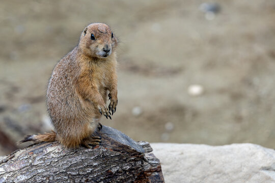 W Polsce świstaki występują wyłącznie w Tatrach. Jest to podgatunek endemiczny nazywany świstakiem tatrzańskim (Marmota marmota latirostris), kt&oacute;ry jest jednym z najrzadszych kręgowc&oacute;w w naszym kraju.