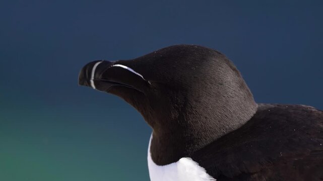 A close-up of the head of an adult razorbill (Alca torda) in summer