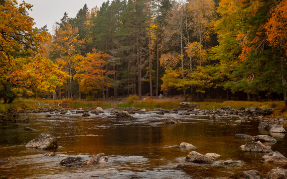 Swedish river and natural saalmon area in autumn. Farnebofjarden natinal park in north of Sweden.
