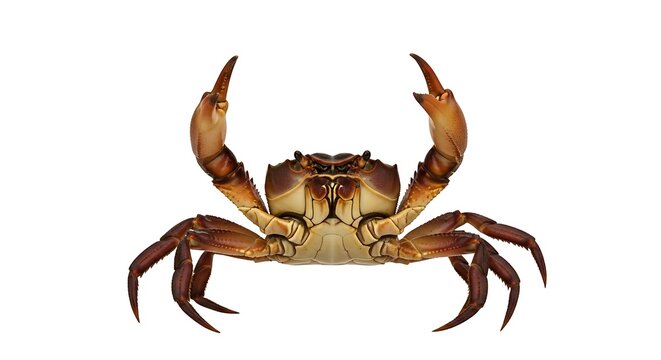 A solitary crab with claws raised