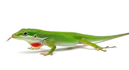 Fototapeta premium A vibrant green anole lizard showcasing its beauty