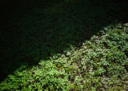 Dramatic splitting ray of light on the spring greenery backdrop