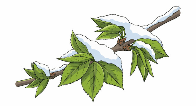 Green leaves with snow clinging to a brown branch
