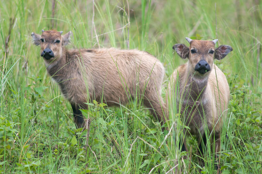 tamaraw