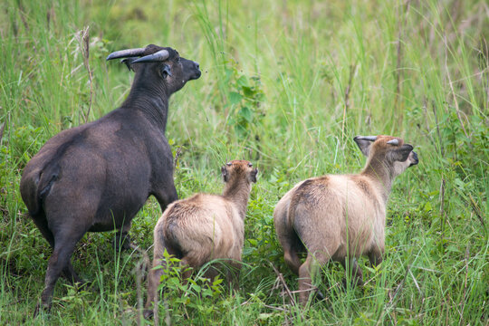 tamaraw