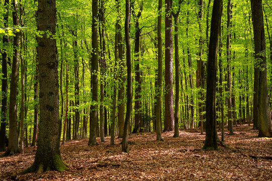An idyllic panoramic view into a mixed forest of beech and oak trees on a sunny spring day in Iserlohn (Sauerland, Germany) in April, with a play of light and shadow and fresh, light-green foliage.