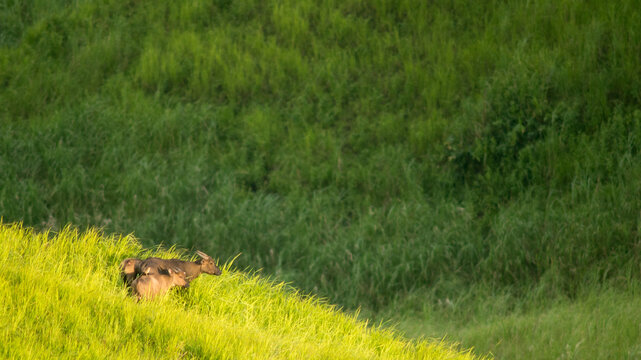 tamaraw