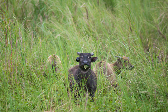 tamaraw