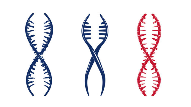 Three representations of a double helix, two blue and one red, isolated on white background