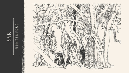 Obraz premium Olive tree sketch vector drawing. Hand-drawn branch, trunk, leaf, roots. Vintage engraving Bar, Montenegro line art illustration. Organic plant silhouette. Greek culture symbol, agriculture label bg