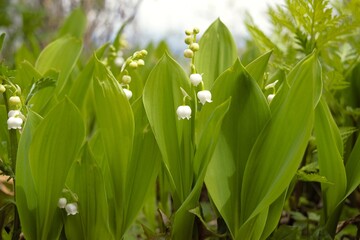 Fototapeta premium Lily of the valley flowers in Nagano, Japan, delicate white spring blossoms in natural forest