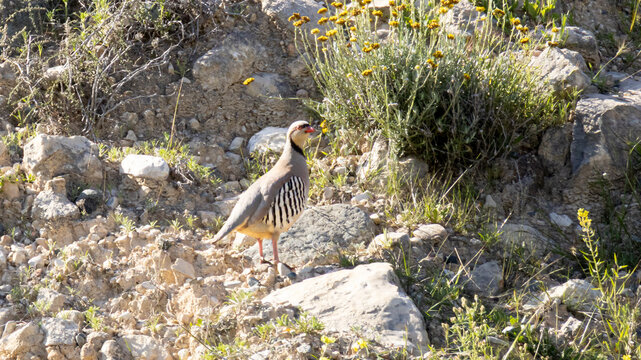 Chukar Partridge (Alectoris chukar) perched on a rock in the Cyprus countryside