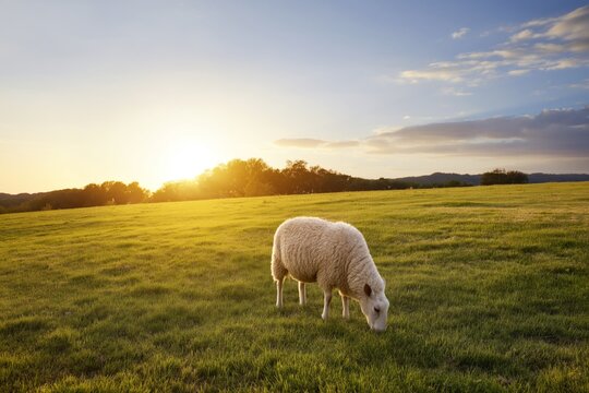 Sheep Grazing in a Green Field During Sunset in a Rural Area