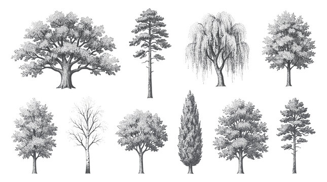 Set of Trees Elevation View for Architectural Drawings