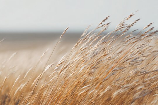 Waves of golden grass dancing in the wind open field nature photography serene environment wide angle tranquility
