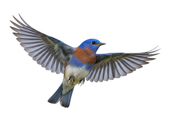 Fototapeta premium A vibrant blue and orange bird captured in mid-flight with wings spread wide isolated on transparent background