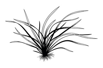 Fototapeta premium Silhouette of a plant with long thin leaves