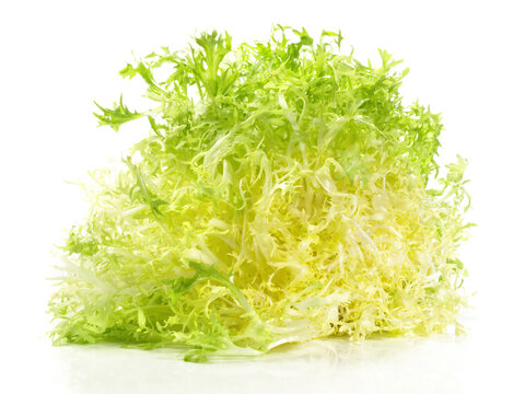 Fresh Frisee - Curly Escarole Salad isolated on white Background