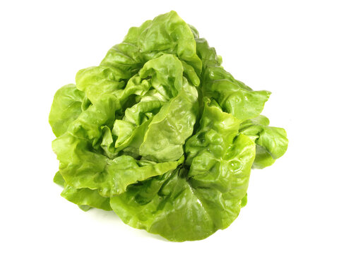 Fresh Lettuce isolated on white Background