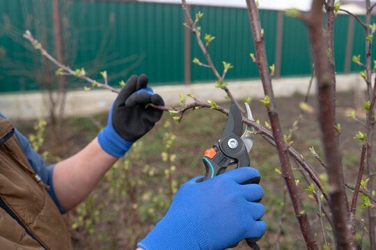 A close-up of a gardener's hands in blue protective gloves cutting a leafy tree branch with pruning shears on a sunny spring day.