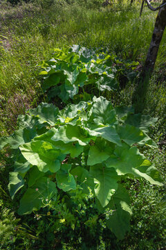Petasites - Farfaraccio / Arctium - Bardana