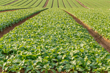 Green plants grow in neat rows on a farm field on a sunny day during spring season © Fleuronica
