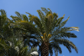 Fototapeta premium Palm tree leaves against blue sky tropical summer nature