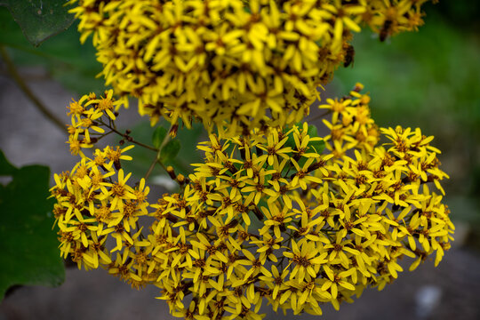 A close-up view of Roldana petasitis plant with flowers at the National Gardens in Athens, Greece.