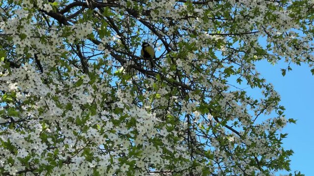 A titmouse bird cleans its feathers on a flowering cherry plum tree in a spring garden.