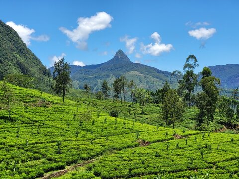 Le pic d'Adam (Adam's Peak), lieu saint. Et plantations de th&eacute;. R&eacute;gion de Ratnapura, Sri Lanka. 