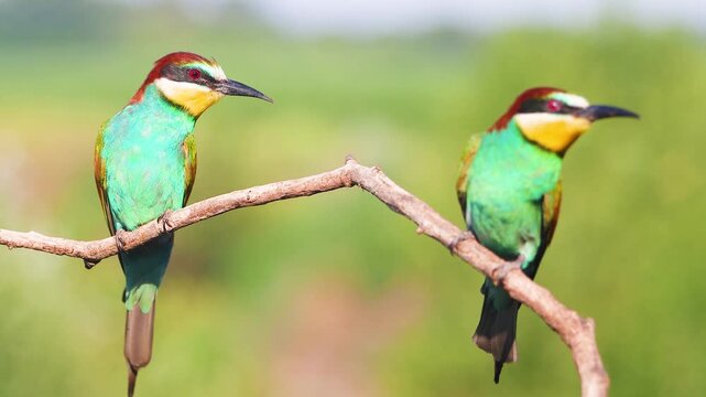European Bee-eater with Prey Next to its Partner