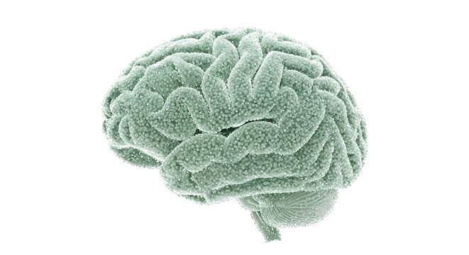 A detailed illustration of a human brain with a textured surface