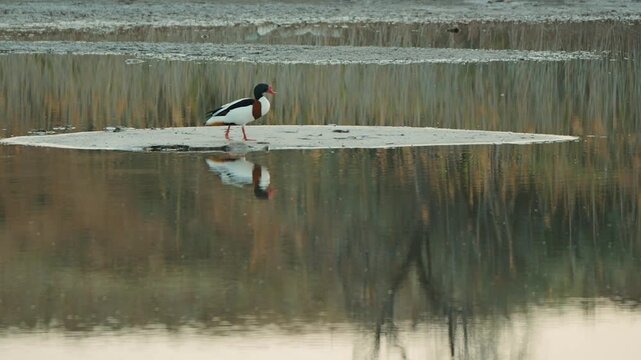 A shelduck walks across a small island in a quiet pond. Muted, earthy tones and soft lighting create a calming atmosphere. The symmetrical composition is clearly reflected on calm surface of water