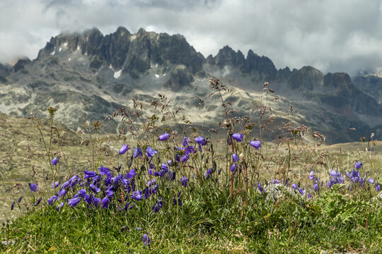 Bouquet de campanules dans le massif des Grandes Rousses , pr&egrave;s du Lac Blanc , en &eacute;t&eacute; , avec vue les Aiguilles d' Argenti&egrave;re ,Savoie - FRANCE
