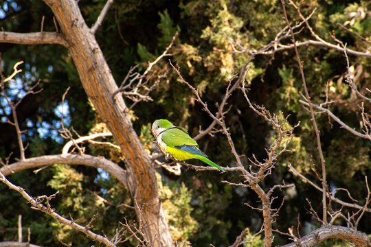 A Green Monk Parakeet perched on a tree branch at the  Zappeion Gardens in Athens, Greece.