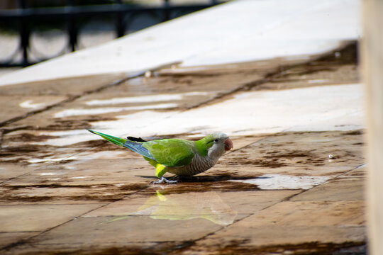 A Green Monk Parakeet drinking water at the  Zappeion Gardens in Athens, Greece.