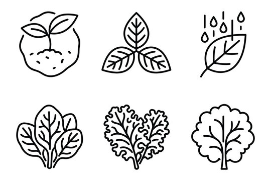 Botanical and organic leafy vegetables line icon set featuring spinach kale plant growth vegetables botanical gardening