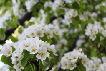 Fototapeta premium close up view of beautiful white blossom of pear tree in spring