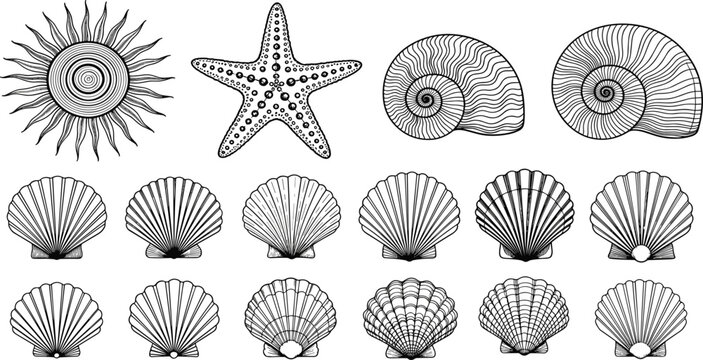 Hand drawn seashell collection including scallop shells nautilus spiral starfish and sun motif in detailed black line art isolated on white background