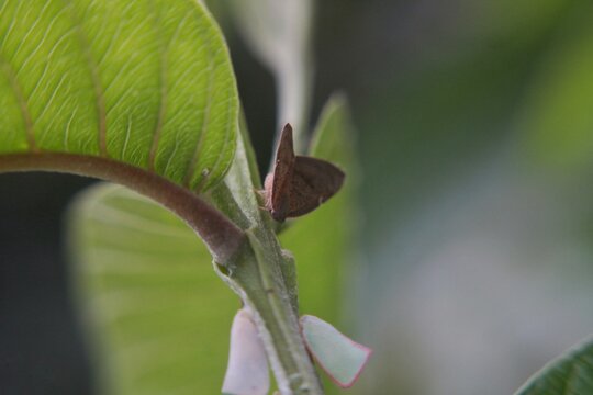 ​A high-quality close up shot showing a small brown planthopper (Nilaparvata lugens) perched on a vibrant green leaf stem.
