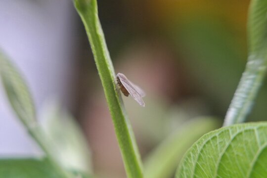 Close-up macro of a small, pale-colored planthopper resting on a thin green stem.
