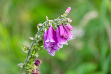 Foxglove Flower © lisa