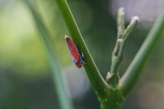 Side view of a Brown Planthopper (Nilaparvata lugens) on a rice plant stem.