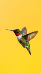 Fototapeta premium Male Ruby-throated Hummingbird in Flight Against a Solid Yellow Background