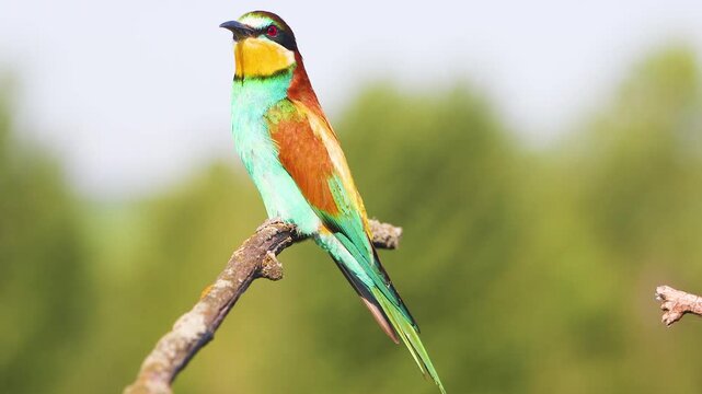 Single European Bee-eater Bird Perched in Natural Habitat