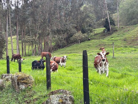Vacas pastando en potrero en el campo verde