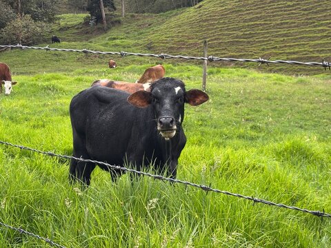 Novillo en el potrero mirando la c&aacute;mara