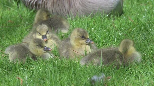 Greylag Goose (Anser anser) young goslings falling asleep on a lawn by a parent. April, Kent, UK [Half speed]